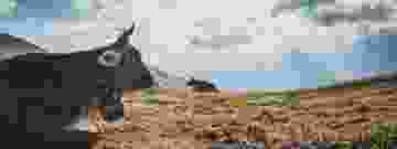 Panoramabild